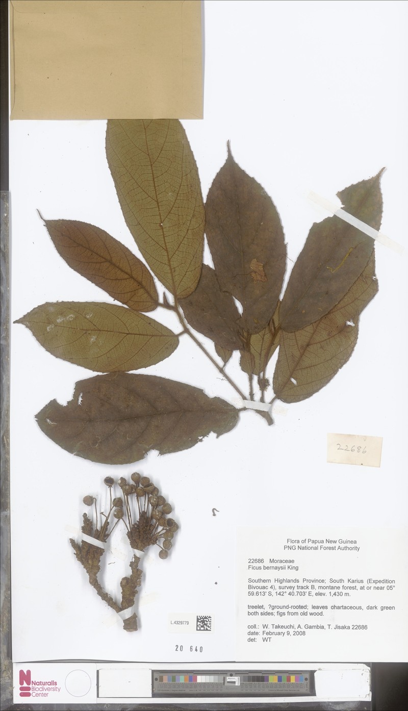 Ficus bernaysii photo 4