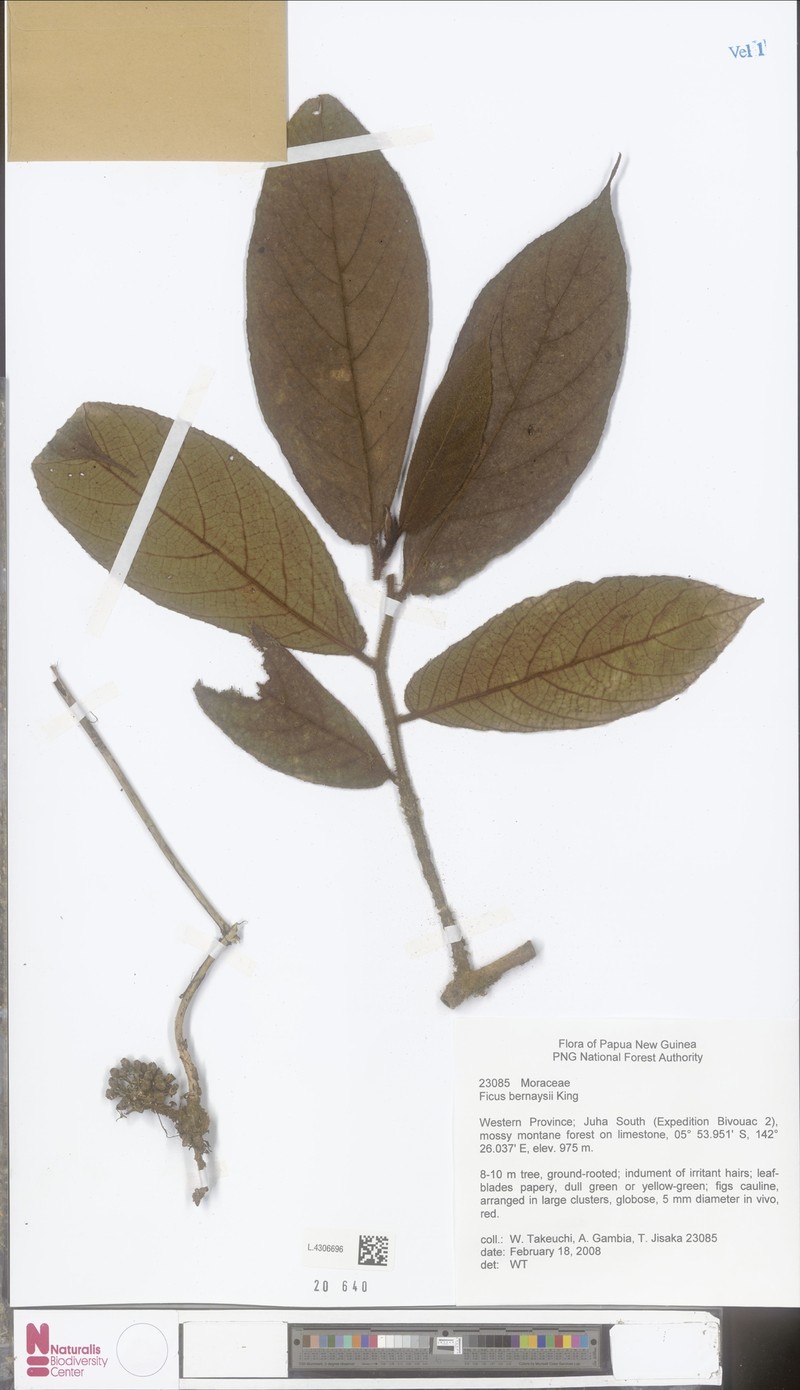 Ficus bernaysii photo 5