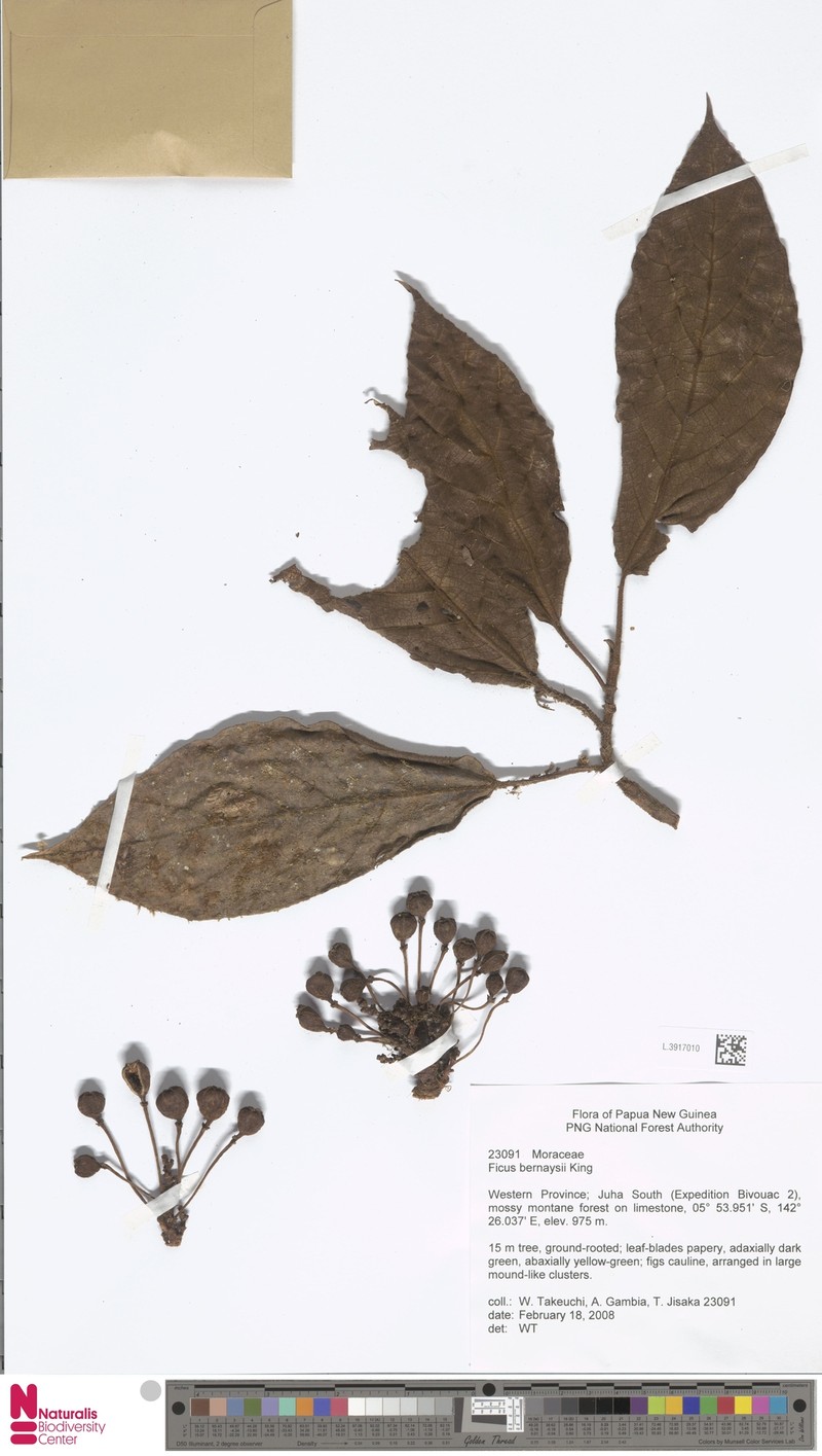 Ficus bernaysii photo 6