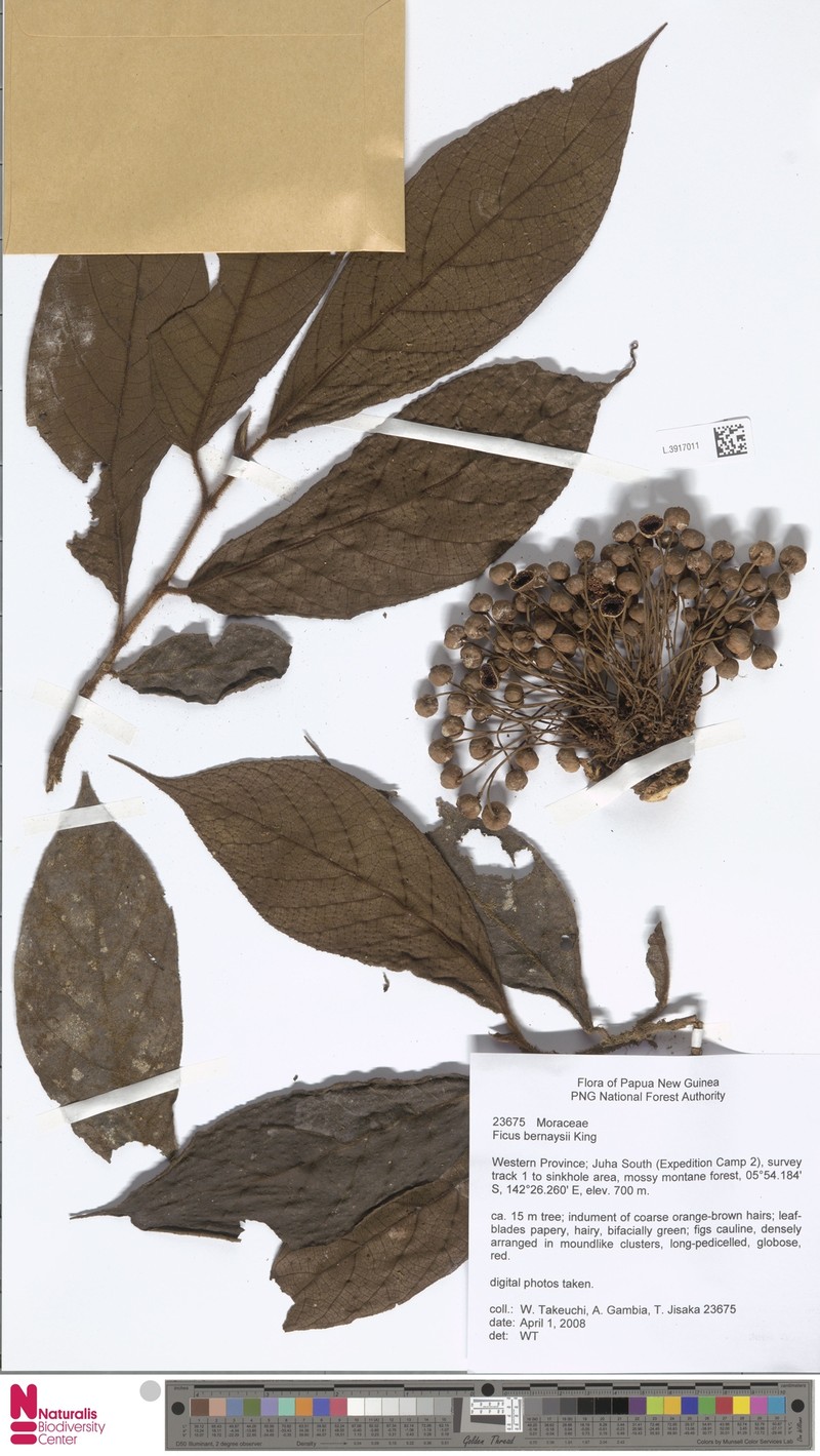 Ficus bernaysii photo 7