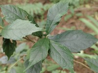 Ficus bhotanica
