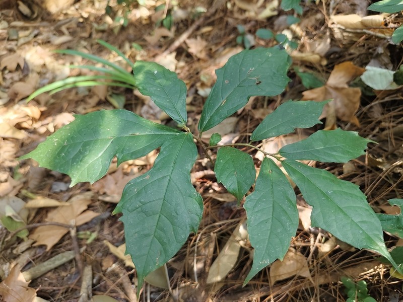 Ficus bhotanica photo 3