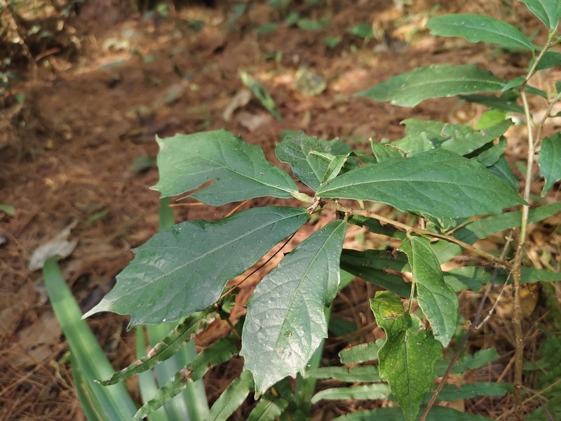 Ficus bhotanica photo 4