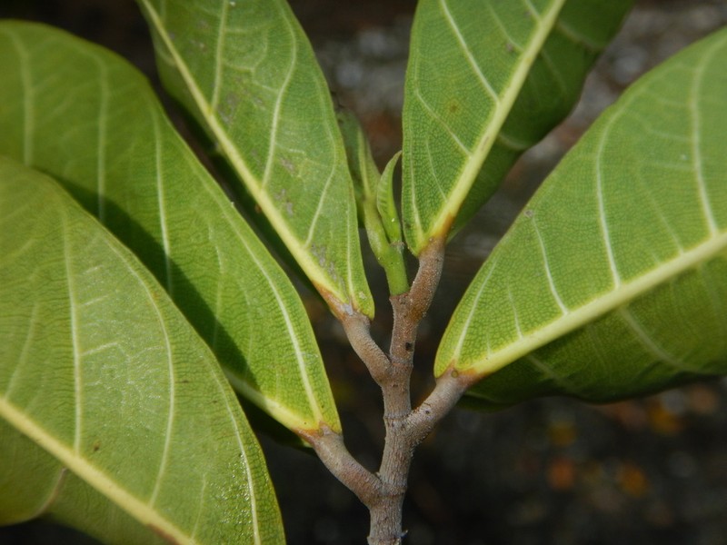 Ficus biakensis