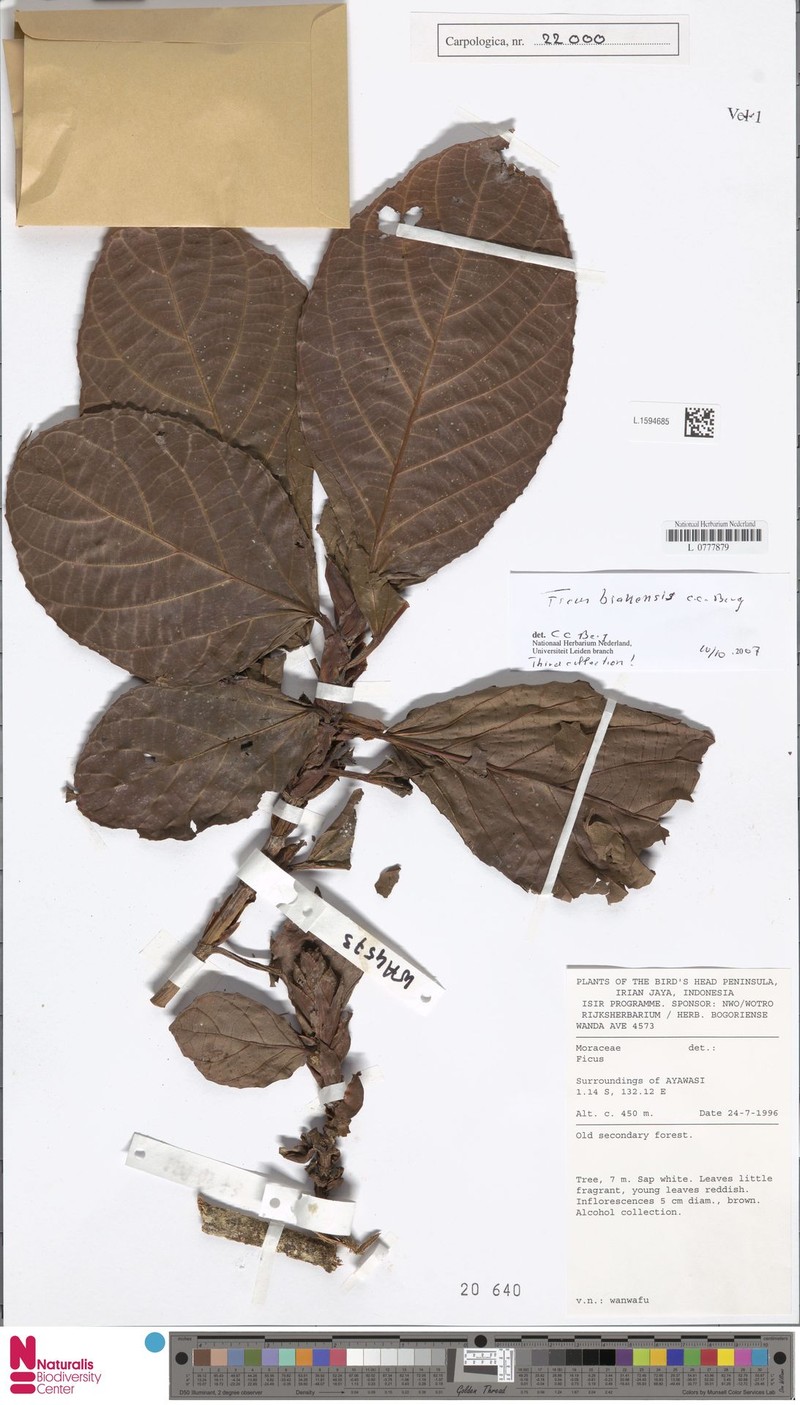 Ficus biakensis photo 2