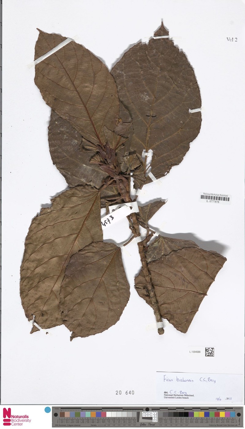 Ficus biakensis photo 3