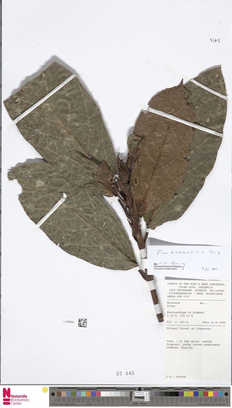 Ficus biakensis photo 4
