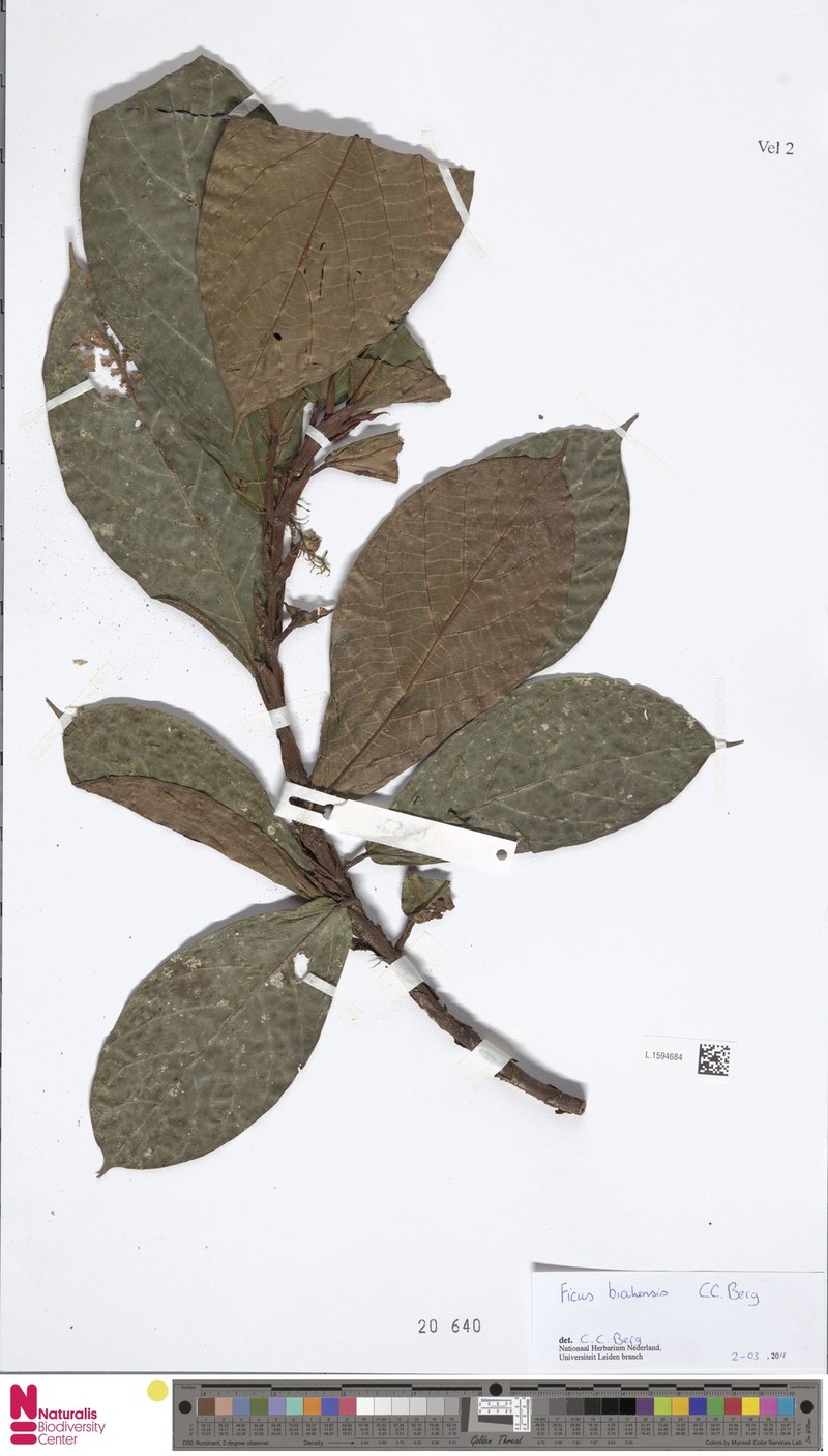 Ficus biakensis photo 5
