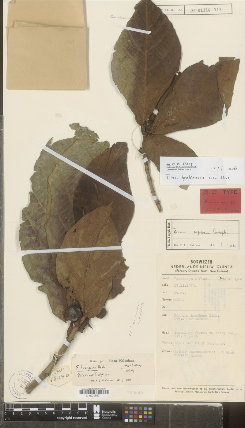 Ficus biakensis photo 7
