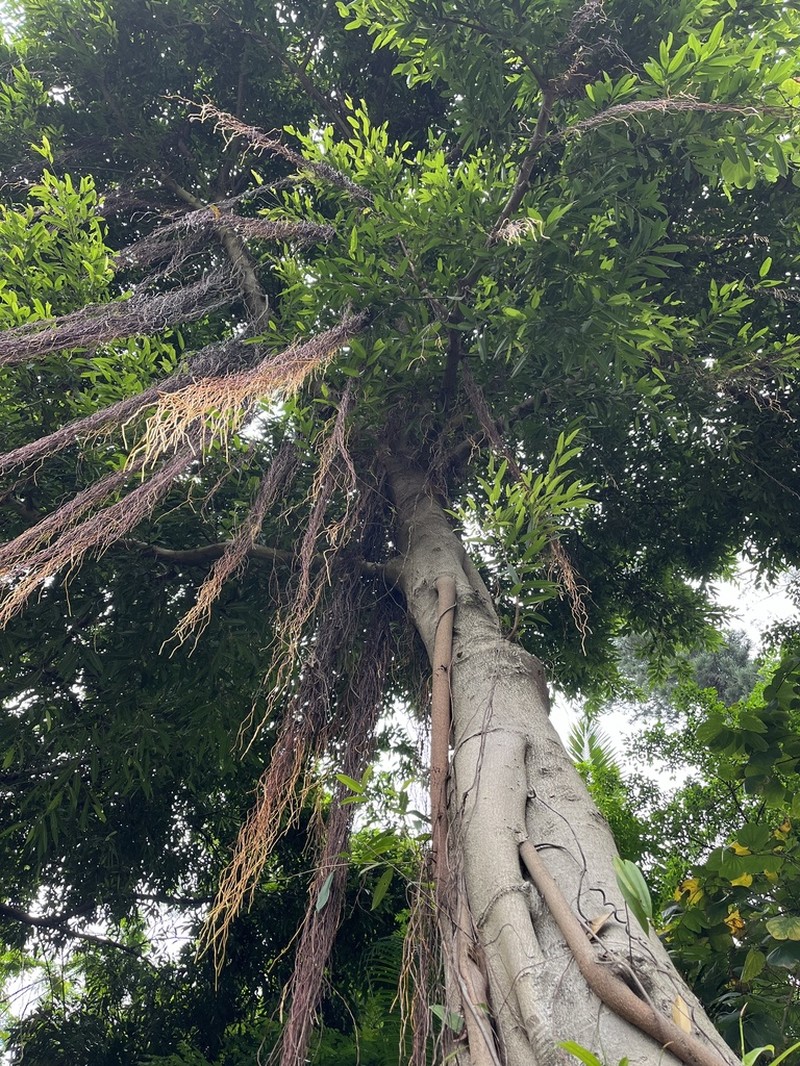 Ficus binnendykii