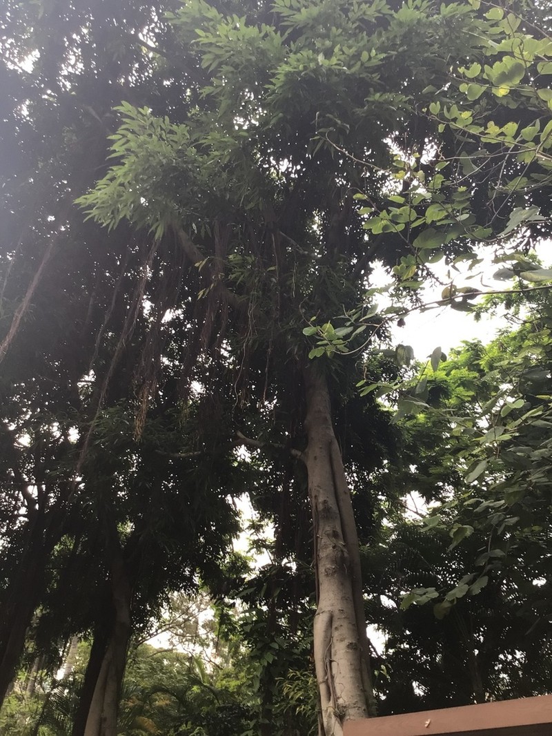 Ficus binnendykii photo 2