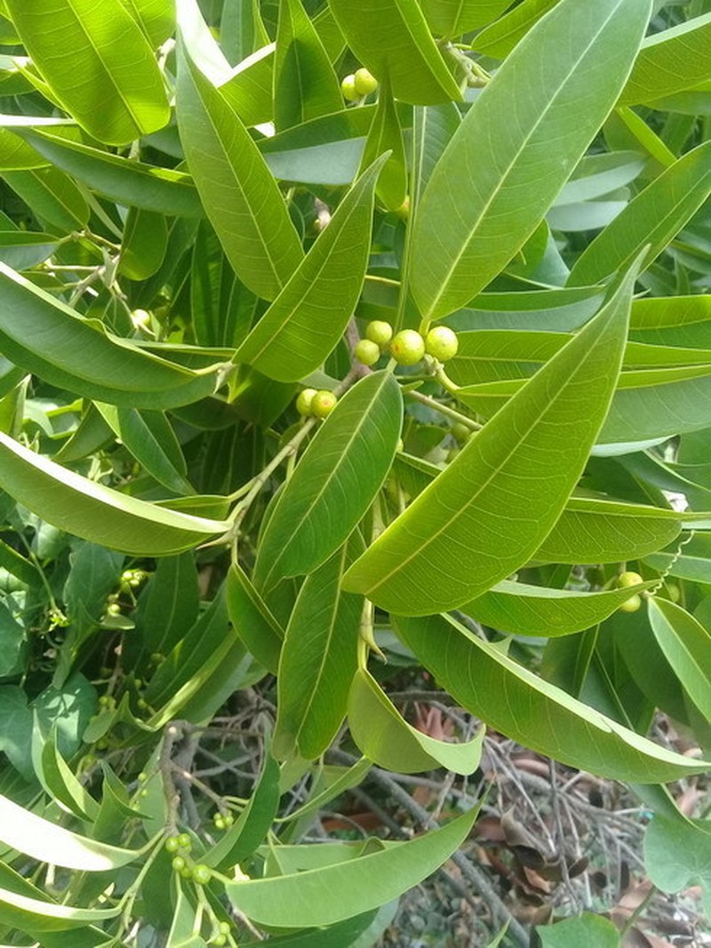 Ficus binnendykii photo 3