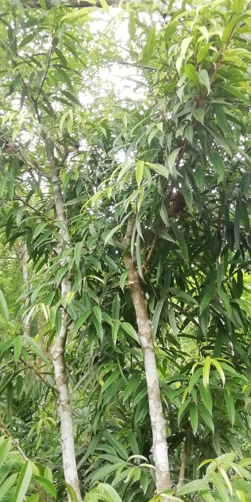 Ficus binnendykii photo 4