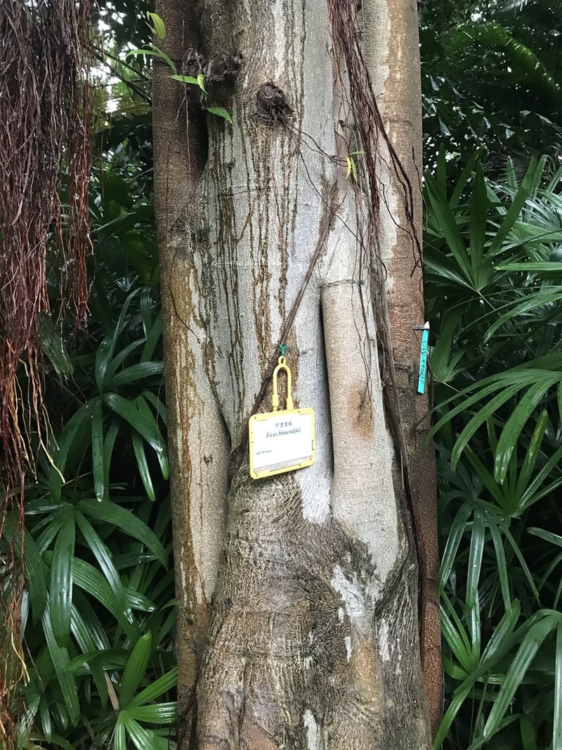 Ficus binnendykii photo 5