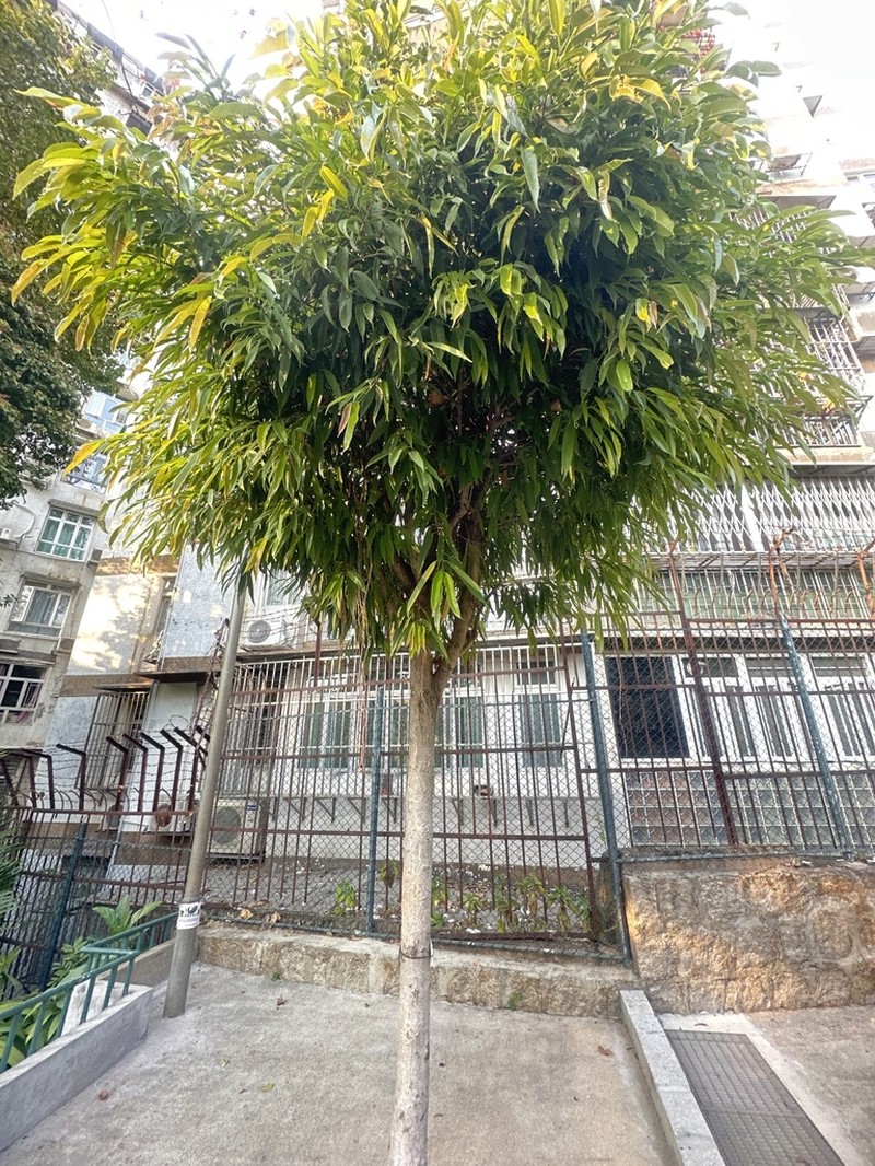 Ficus binnendykii photo 6