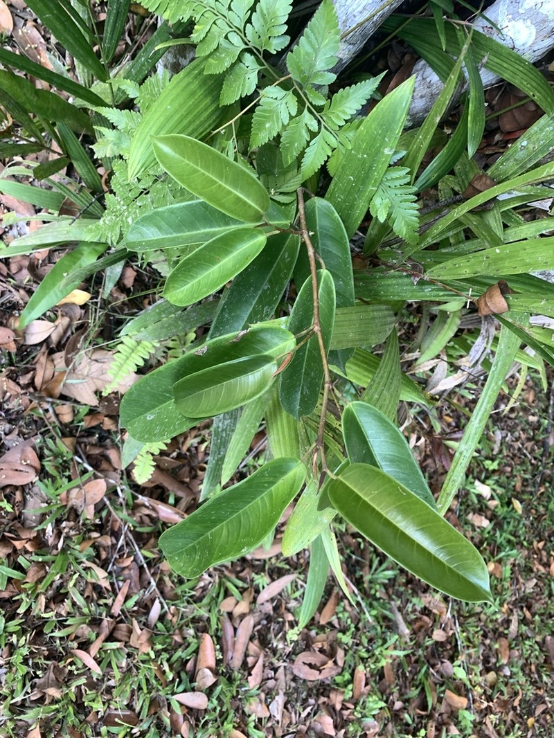 Ficus binnendykii photo 7