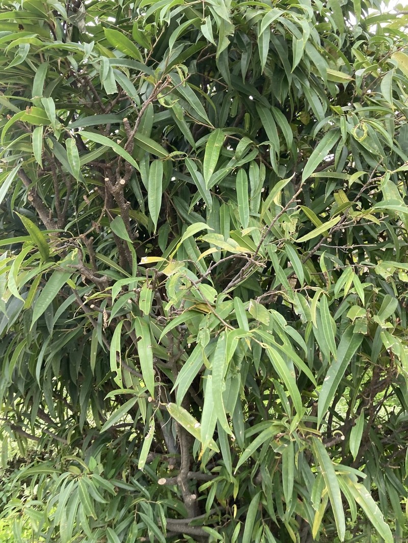 Ficus binnendykii photo 8