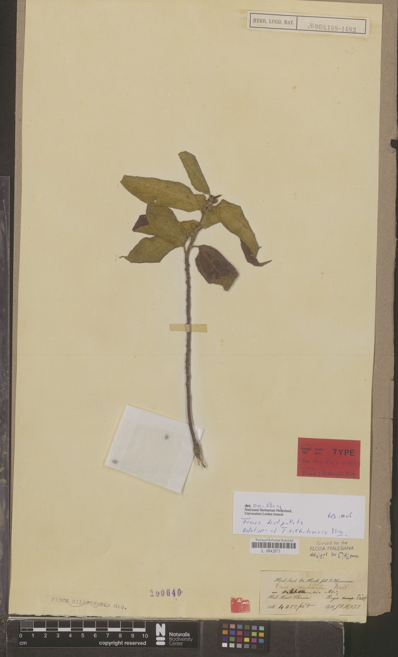 Ficus bistipulata