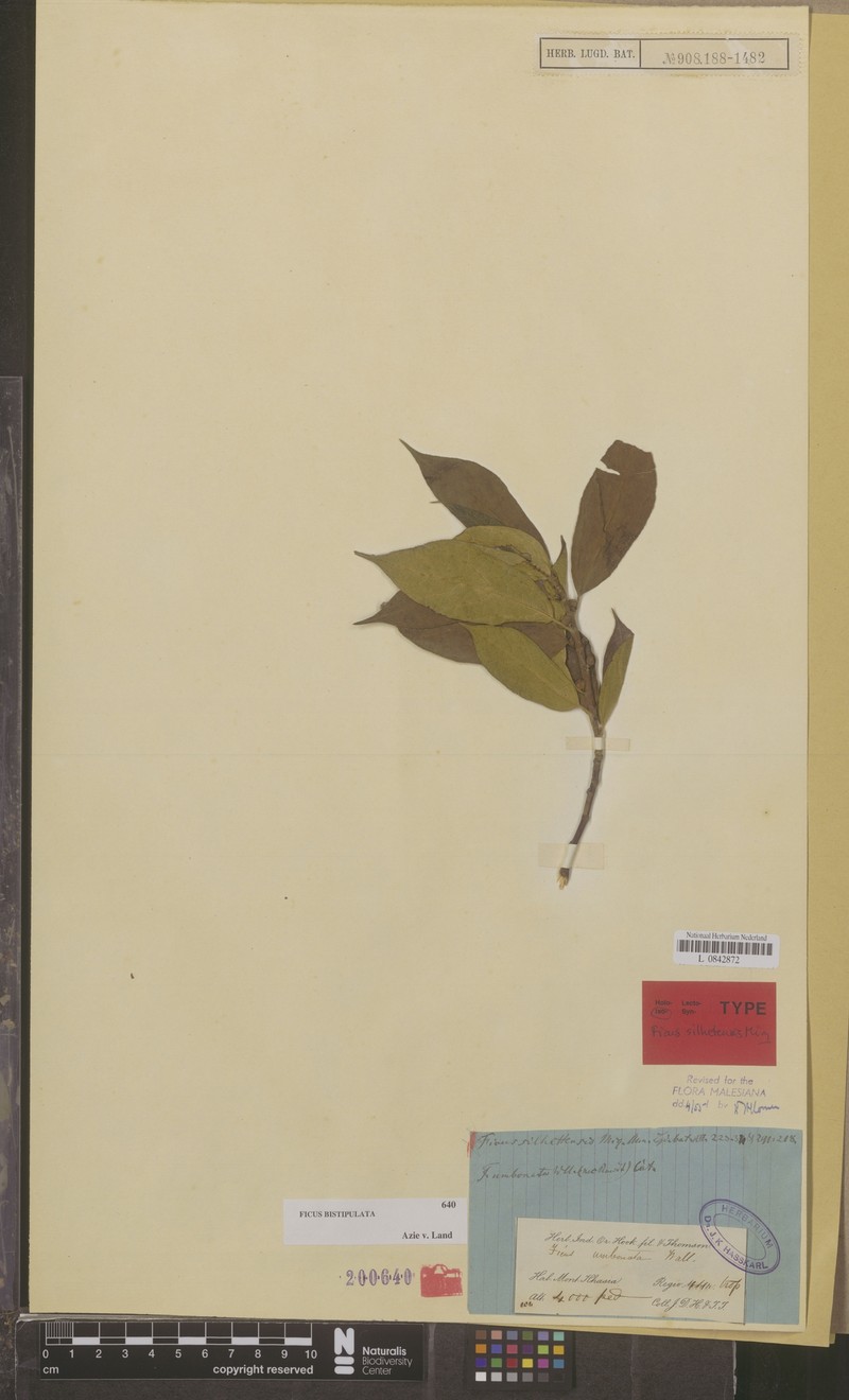 Ficus bistipulata photo 2