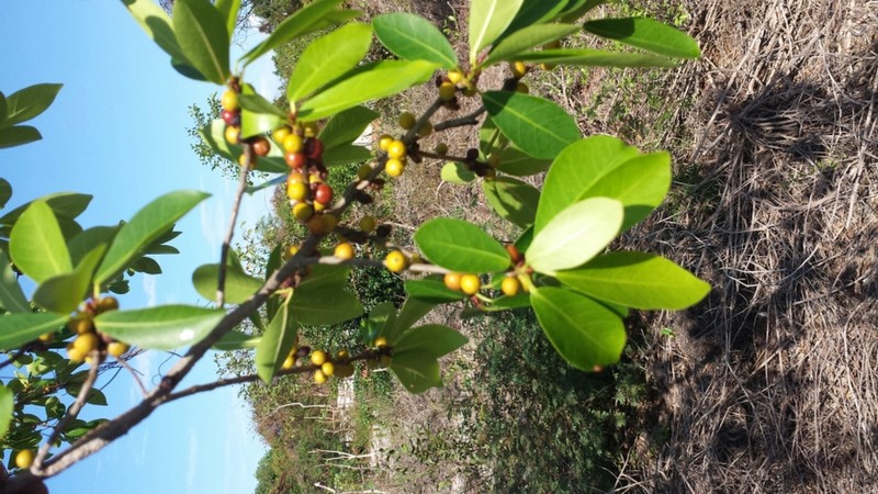 Ficus bivalvata