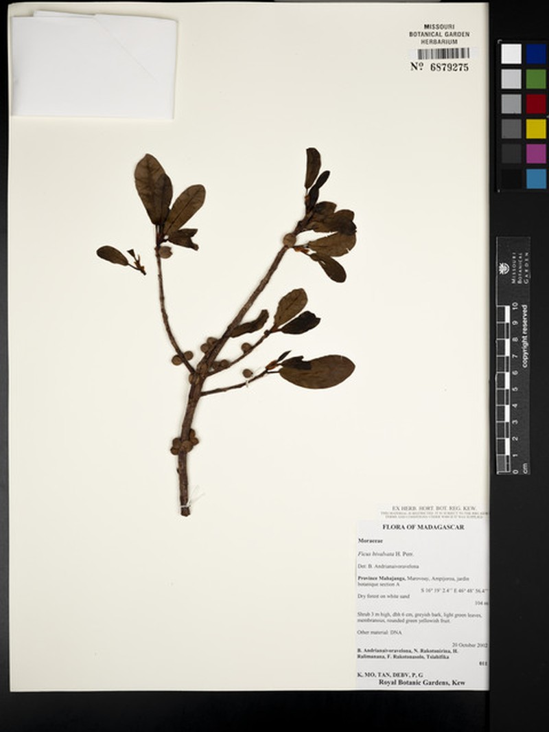 Ficus bivalvata photo 2