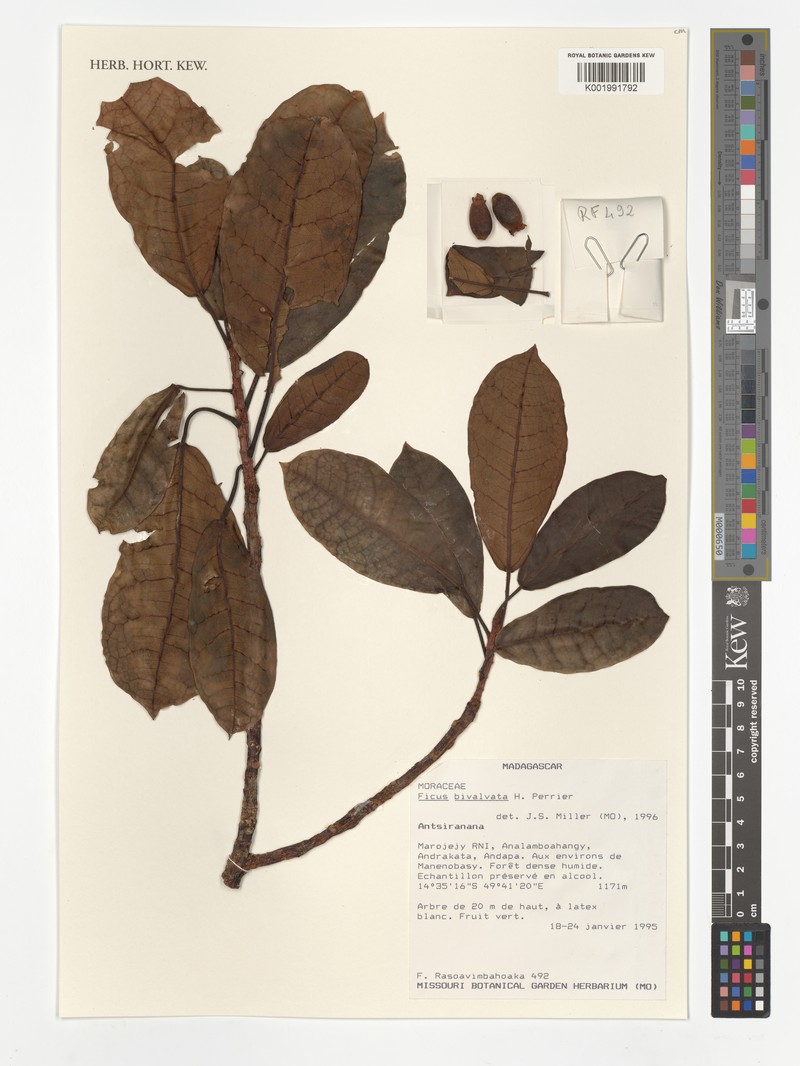 Ficus bivalvata photo 4