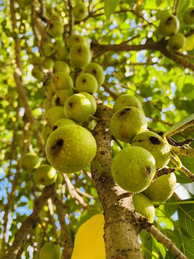 Ficus bizanae photo 2