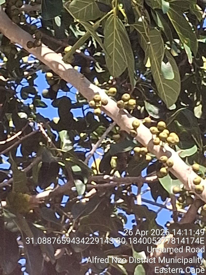 Ficus bizanae photo 3