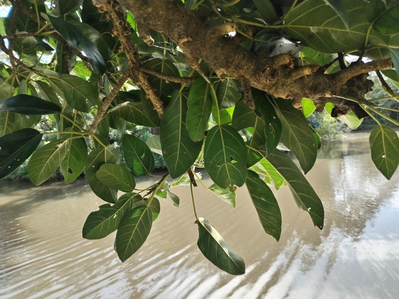 Ficus bizanae photo 4