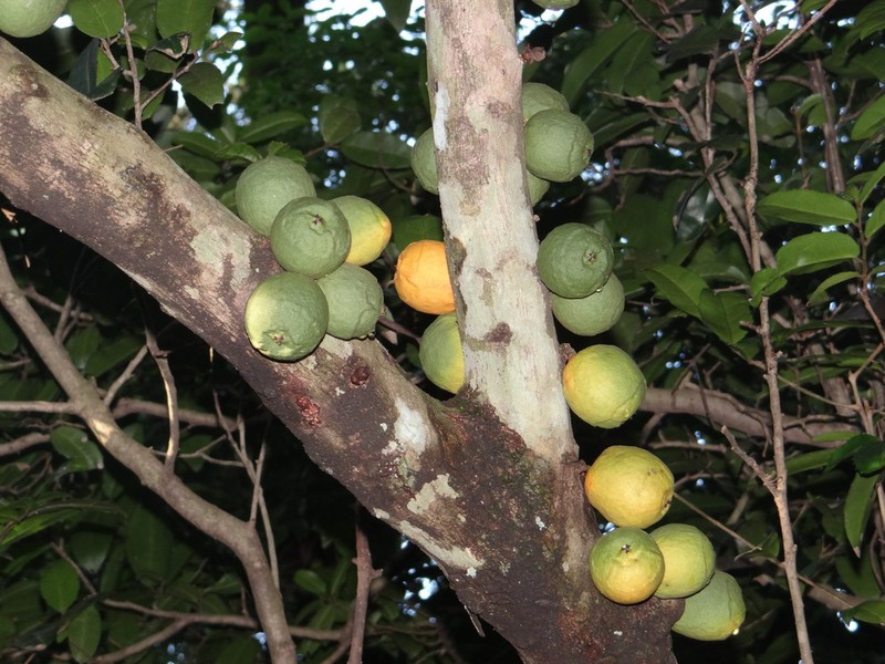 Ficus bizanae photo 5