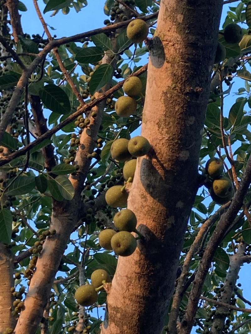 Ficus bizanae photo 6