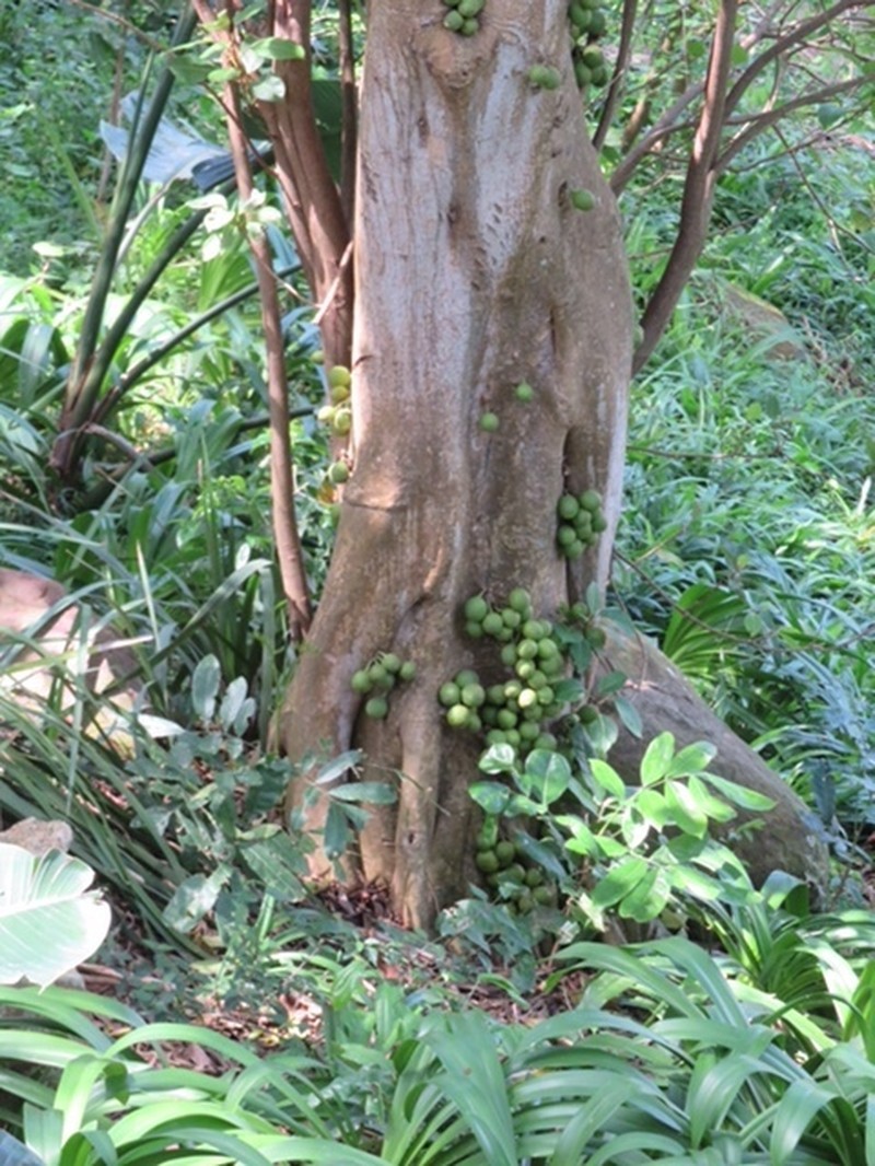 Ficus bizanae photo 7