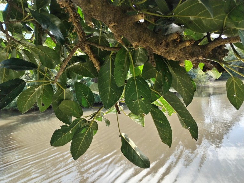 Ficus bizanae photo 8