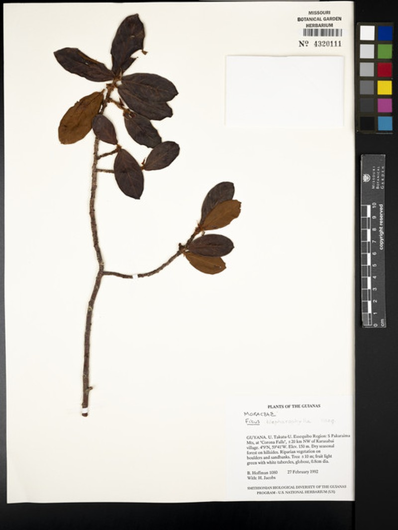 Ficus blepharophylla