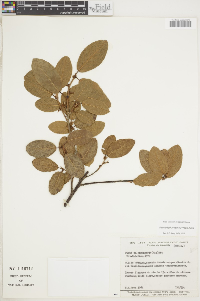 Ficus blepharophylla photo 2