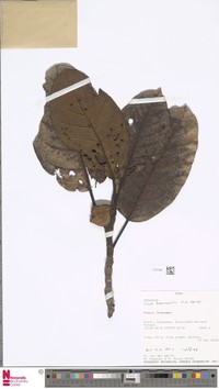Ficus boanensis