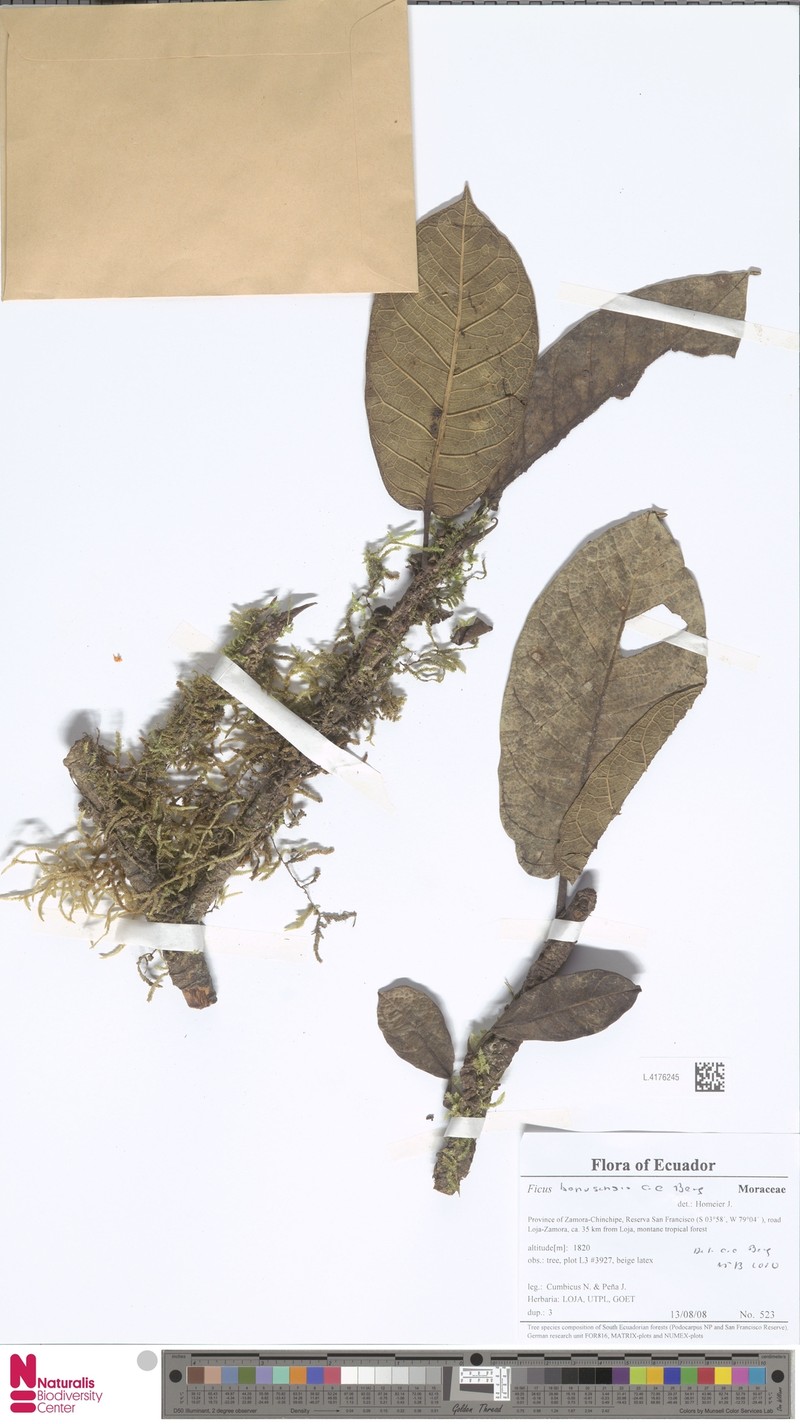 Ficus boanensis photo 2