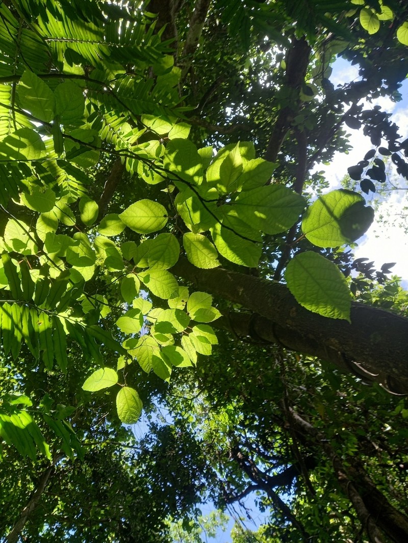 Ficus bojeri photo 2