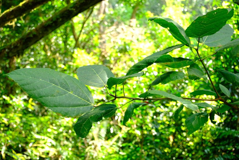 Ficus bojeri photo 3