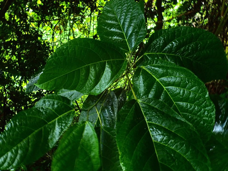 Ficus bojeri photo 5