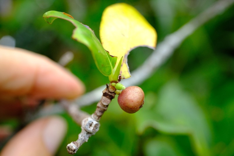 Ficus bojeri photo 6