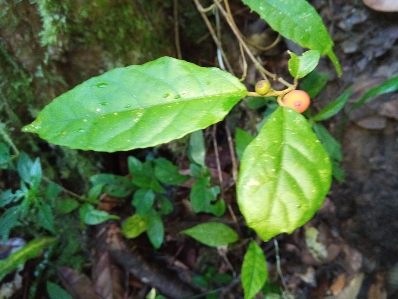Ficus bojeri photo 7