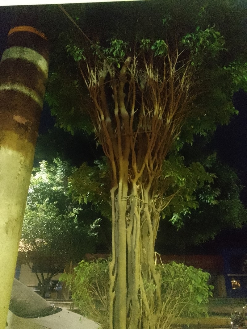 Ficus boliviana
