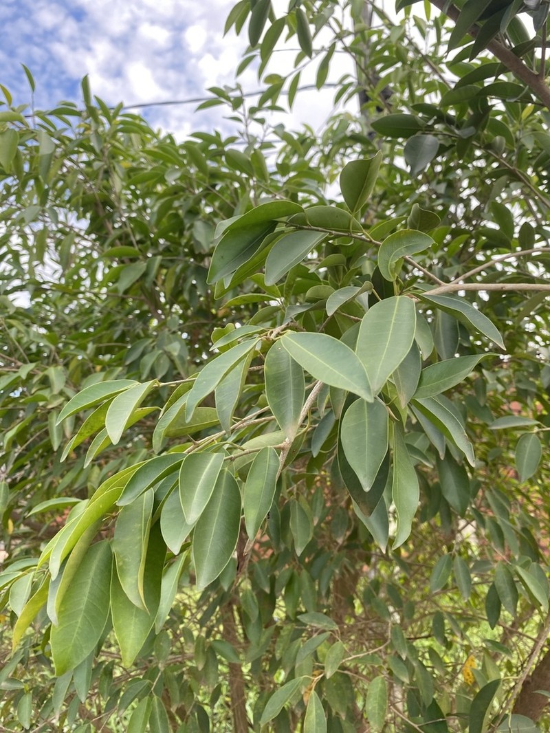 Ficus boliviana photo 2