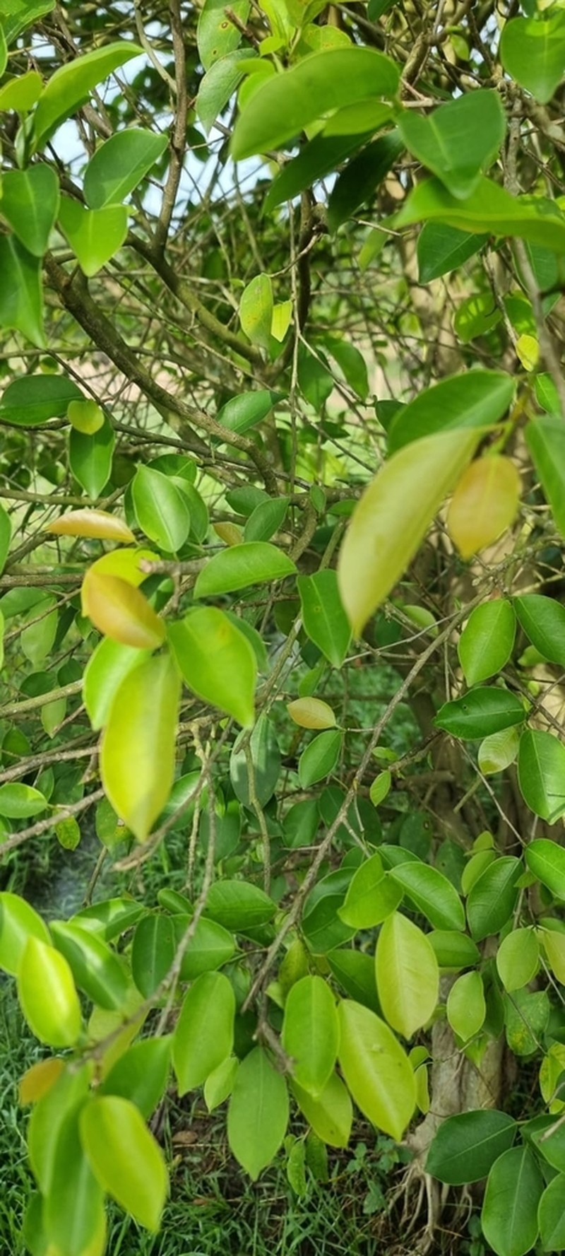 Ficus boliviana photo 3