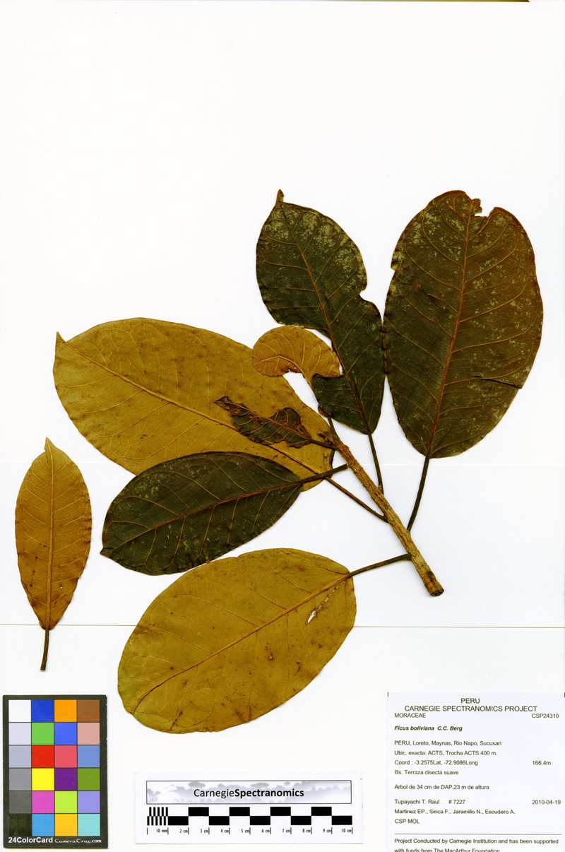 Ficus boliviana photo 4