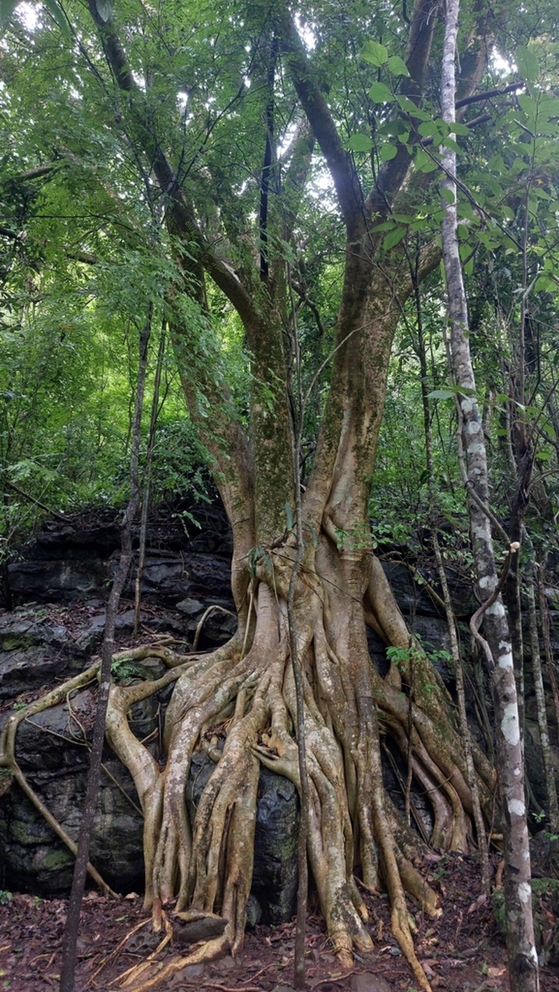 Ficus bonijesulapensis