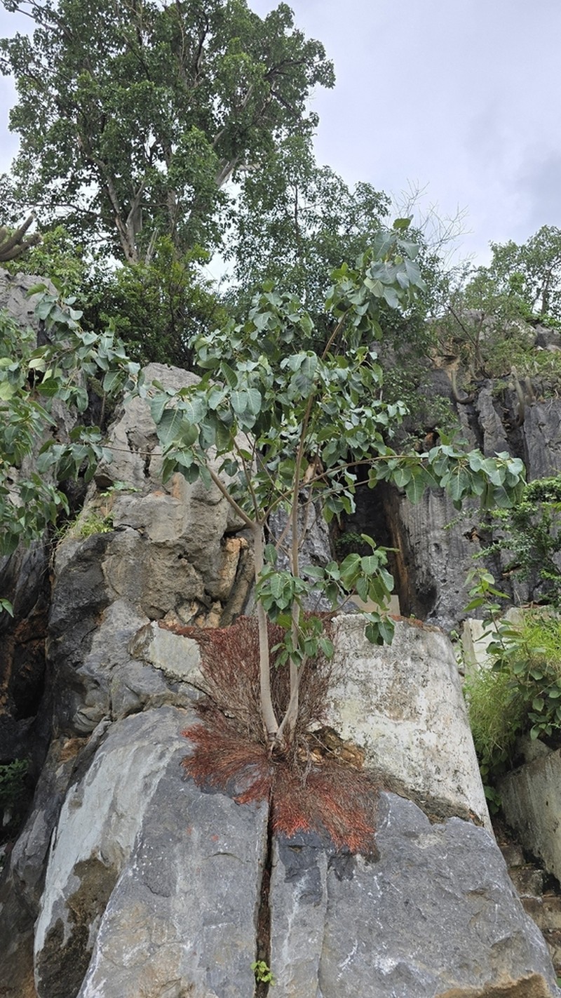 Ficus bonijesulapensis photo 2
