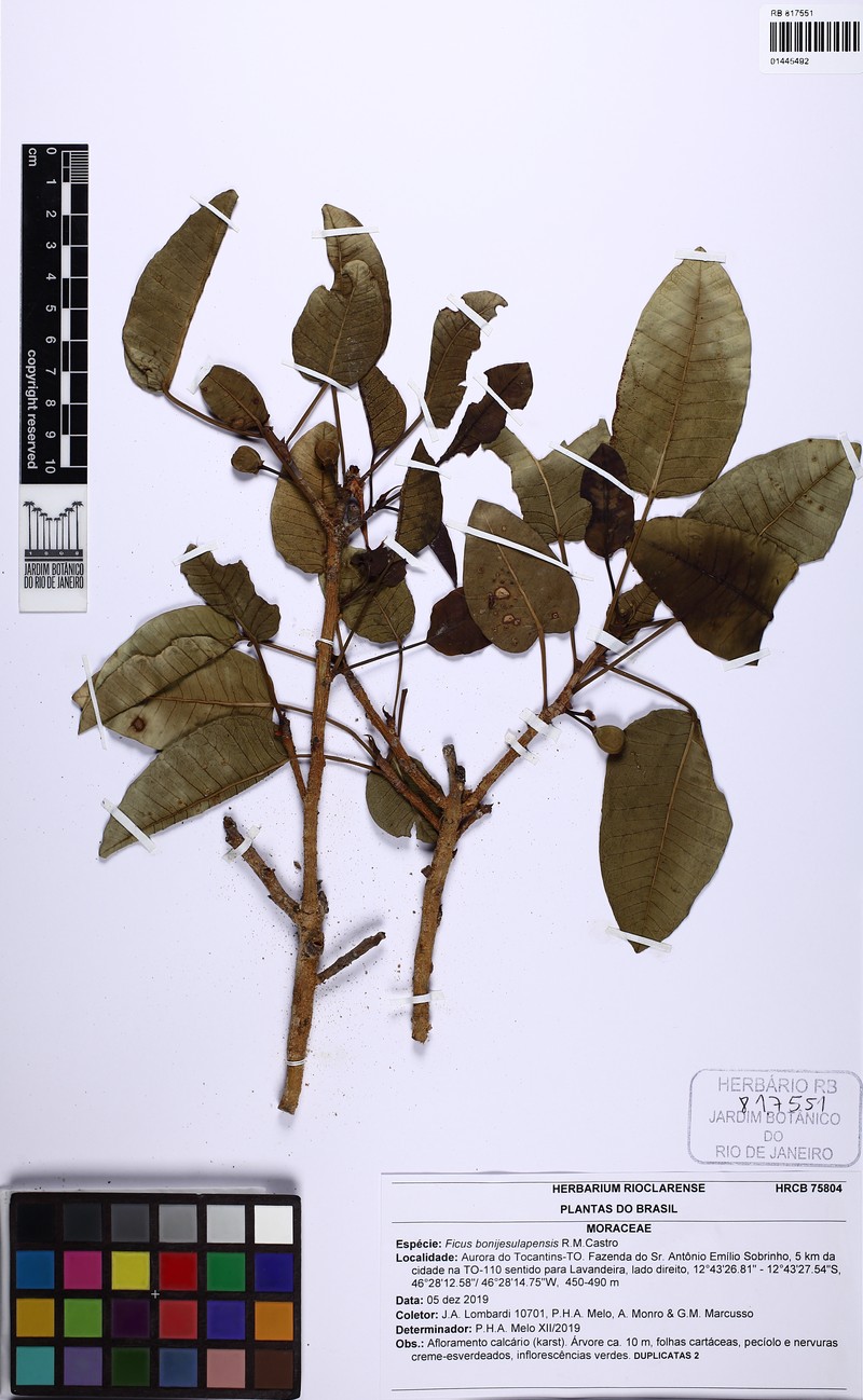 Ficus bonijesulapensis photo 4