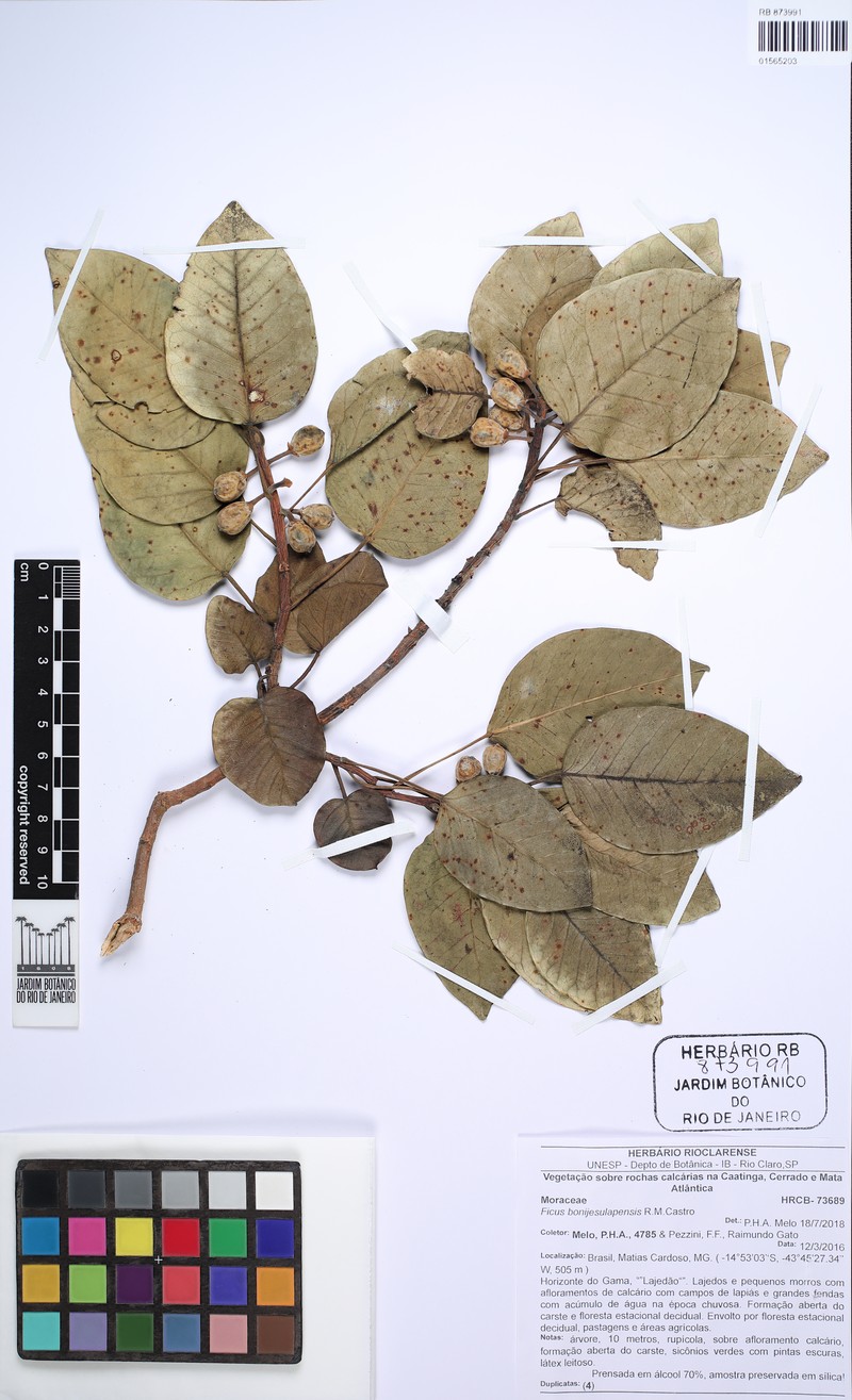 Ficus bonijesulapensis photo 5